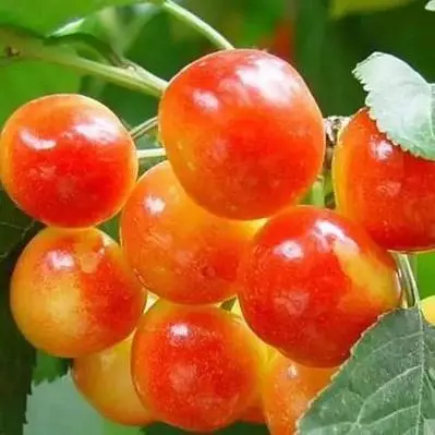 Cherries